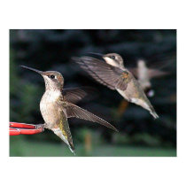 Hummingbirds 2005-0941 posters