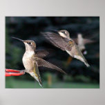 Hummingbirds 2005-0941 posters