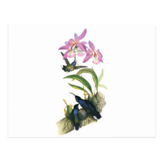 Hummingbirds and Pink Orchids Postcard