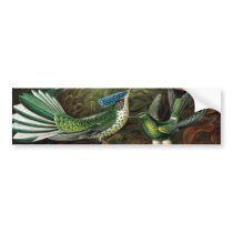 Hummingbirds bumper stickers