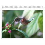 Hummingbirds Wall Calendars