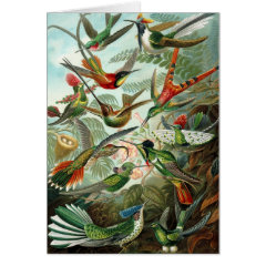 Hummingbirds card