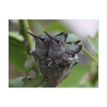 Hummingbirds card postcards