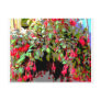 Hummingbirds Delight Post Cards