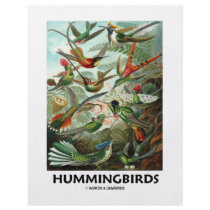 Hummingbirds Full Color Flyer