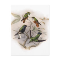 Hummingbirds In Flight postcards