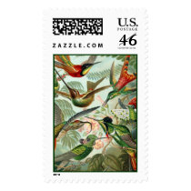 Hummingbirds Postage Stamp