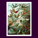 Hummingbirds Poster posters