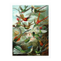 Hummingbirds Poster posters