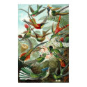 Hummingbirds posters