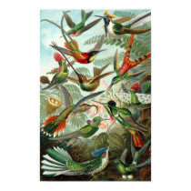 Hummingbirds posters