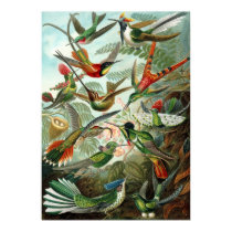 Kolibri-Druck poster by mosswood Kolibri-Druck poster