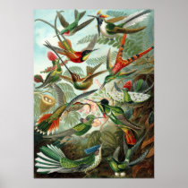 Hummingbirds Print