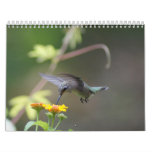 Hummingbirds Year 'Round Wall Calendars