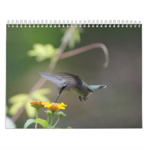 Hummingbirds Year 'Round Wall Calendars