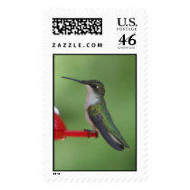 HUMMINGBIRG postage