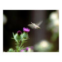 hummmingbird moth & thistles posters
