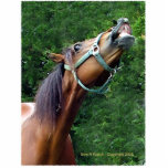 Humorous Horse Attitude Pin Photo Sculptures