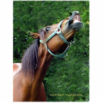 Humorous Horse Attitude Pin photo sculptures by BowNRanch Humorous Horse Attitude Pin photo sculptures