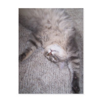 Humorous kitty postcard by KatAnnette Humorous kitty postcard