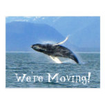 Humpback Acrobat; Change of Address Post Card