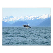 Humpback Acrobat Photograph