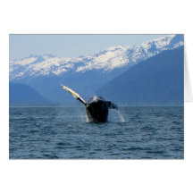 Humpback Barrel Roll Cards