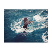 Humpback Tail, postcard