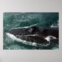 Humpback Wale  Close-up Poster