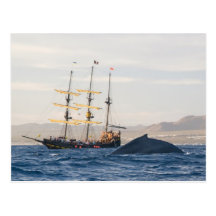 Humpback Whale and Ship Post Cards