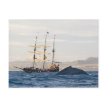 Humpback Whale and Ship postcards