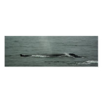 Humpback Whale Bookmark Business Card