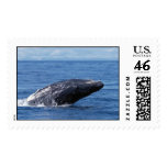 Humpback whale breach postage