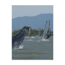 Humpback Whale Breaching by Windsurfers Postcards