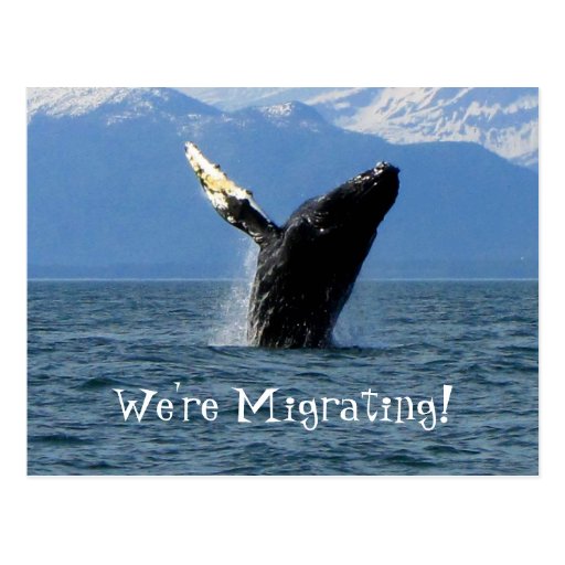 Humpback Whale Breaching; Change of Address Post Cards