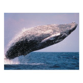Humpback Whale Breaching Post Cards