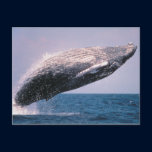 Humpback Whale Breaching Post Cards