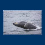 Humpback Whale breaching wrapped canvas canvas prints