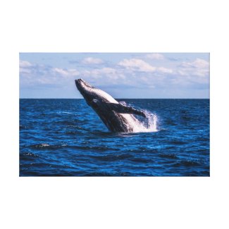Humpback Whale Breaching - Wrapped Canvas Gallery Wrapped Canvas