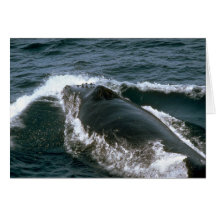 Humpback whale card