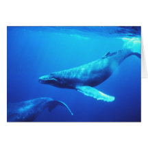 Humpback Whale Card