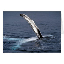 Humpback whale cards
