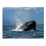 Humpback Whale Feeding Postcard