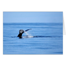 Humpback Whale Fluke cards by melaniemle Humpback Whale Fluke cards