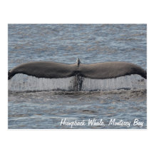 Humpback Whale Flukes Postcard