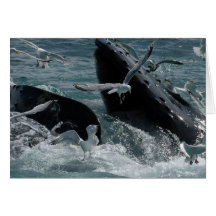 Humpback Whale Greeting Card