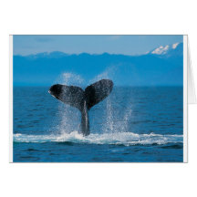 Humpback Whale Greeting Card
