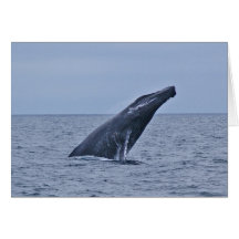 Humpback Whale Greeting Card