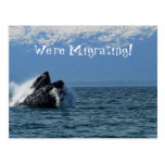Humpback Whale Head; Change of Address Postcards