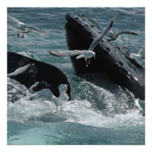 Humpback Whale Invitation